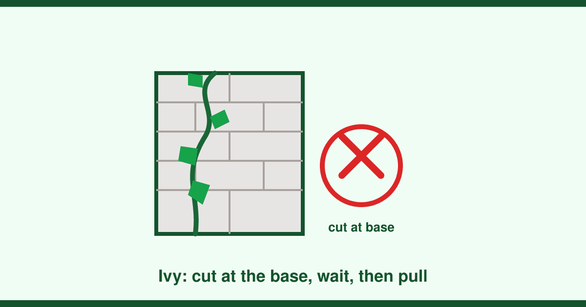 How to get rid of ivy from walls, fences and trees without making it worse