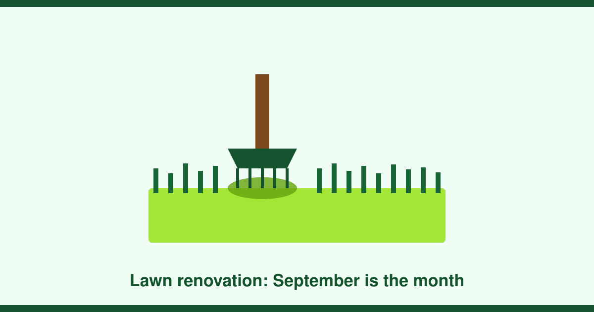 How to get rid of moss and bring a tired lawn back: scarifying, aerating and overseeding
