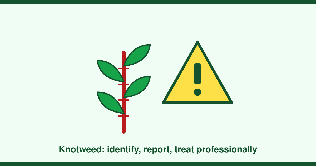 Japanese knotweed: how to identify it, what the law requires and what removal costs
