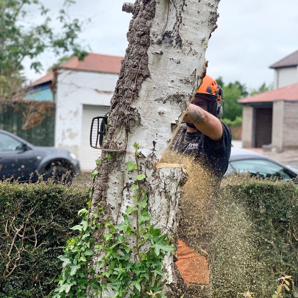 Tree Squadron - Cardiff Tree Surgeon