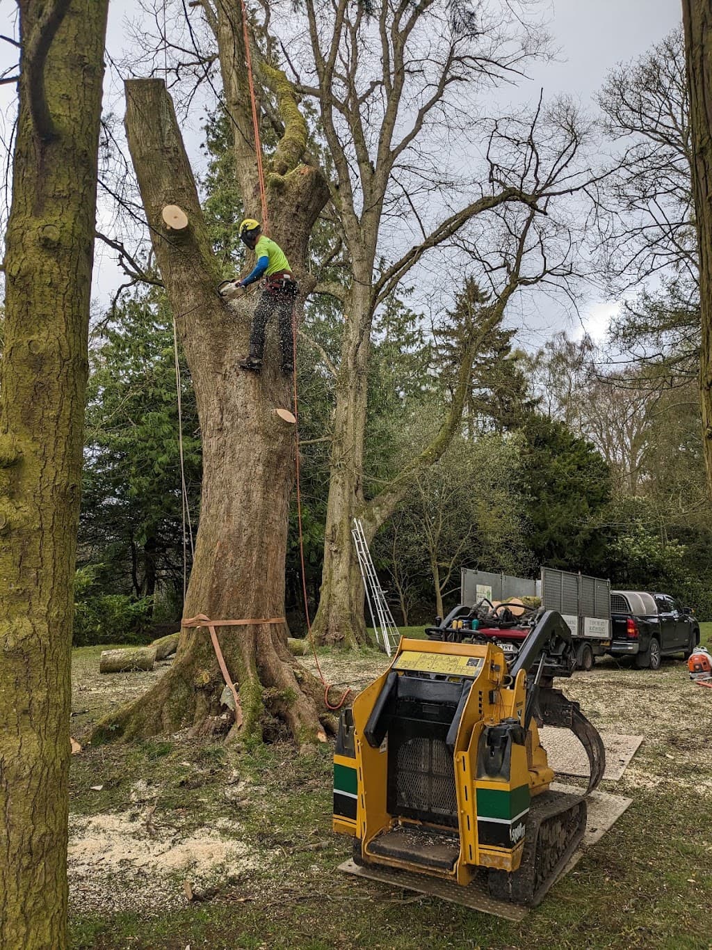 West Jesmond Tree Surgery Ltd