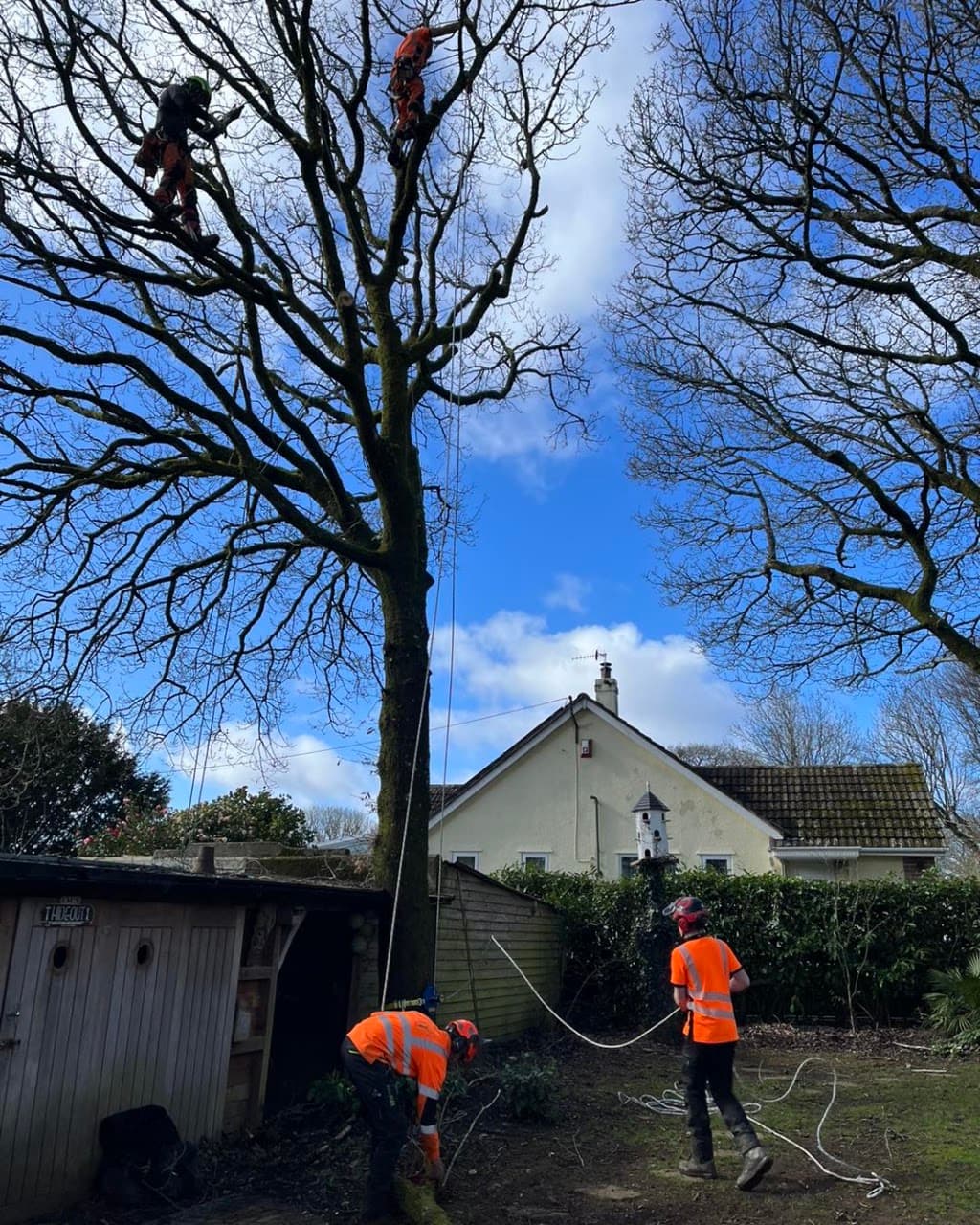 C & H Tree Surgery