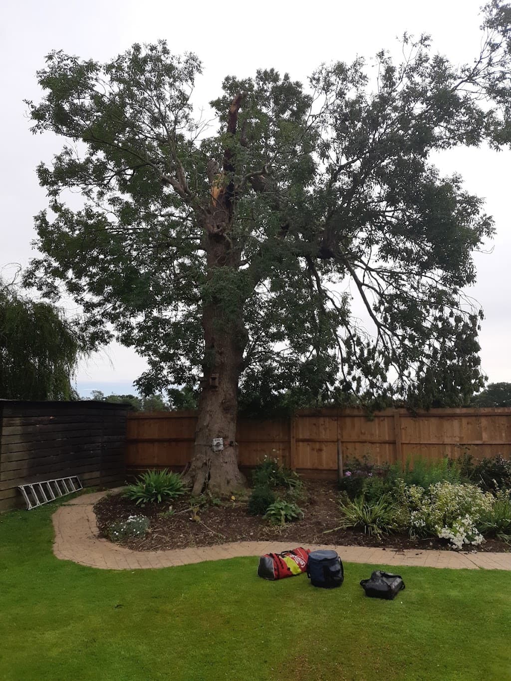 Abbott and son tree care