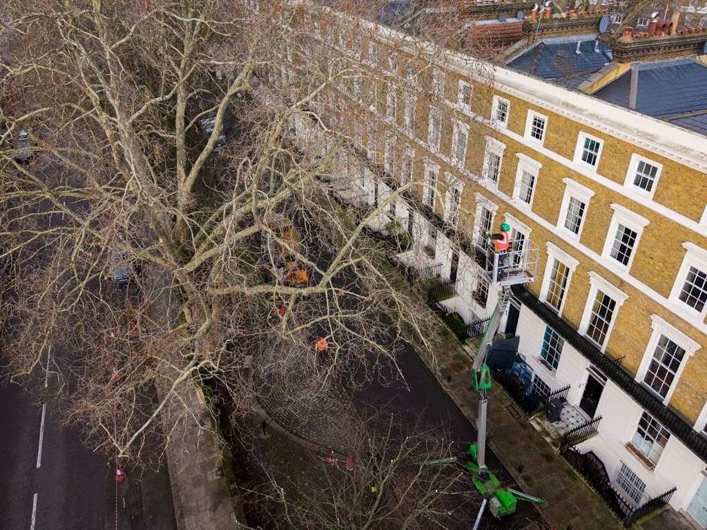 Treehab - Arboricultural Contractors Ltd