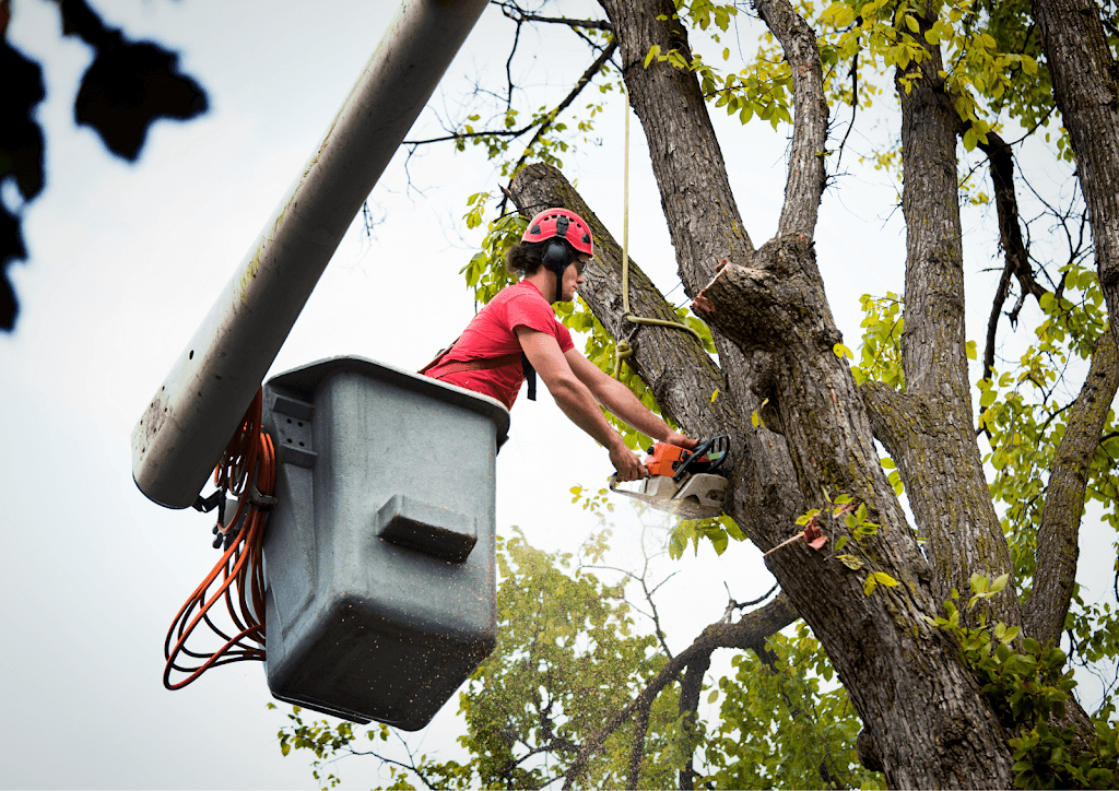 Tree Surgeon Bradford