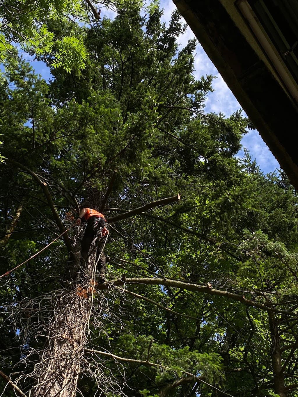 GlasGrow Tree Surgeons