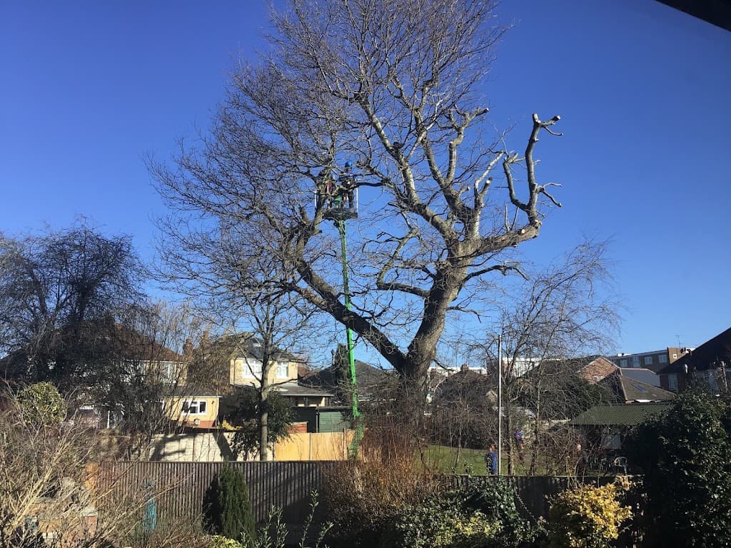 Fosters Tree Surgeons Ltd