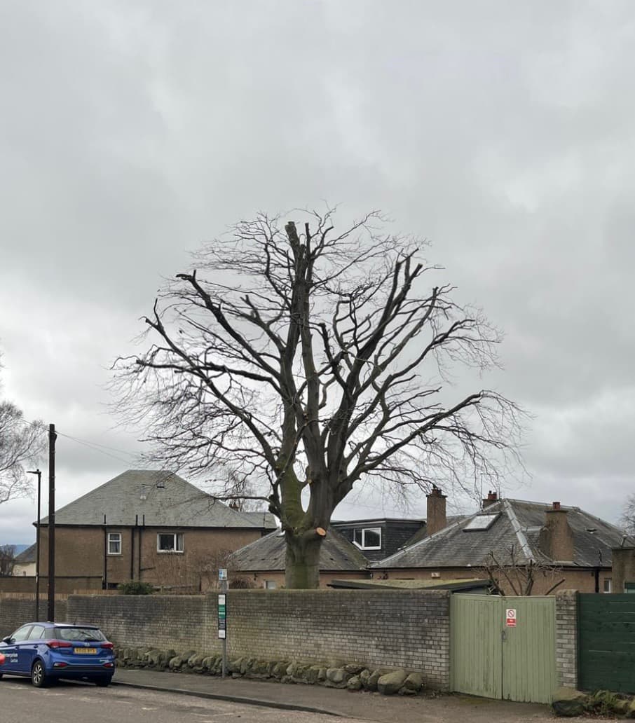 24hrTrees