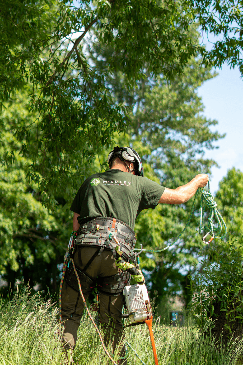McAuley Tree Surgery | Belfast Tree Surgeons