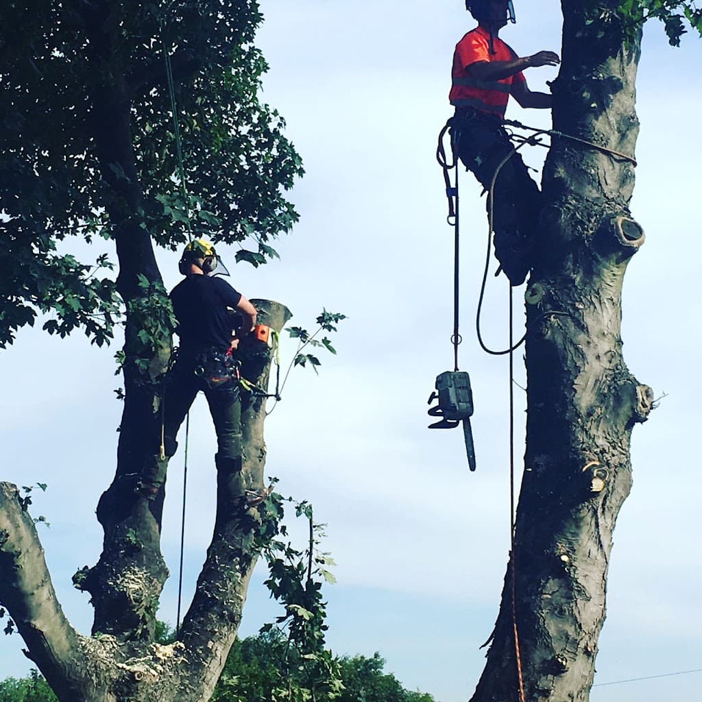 West Yorkshire Tree Services