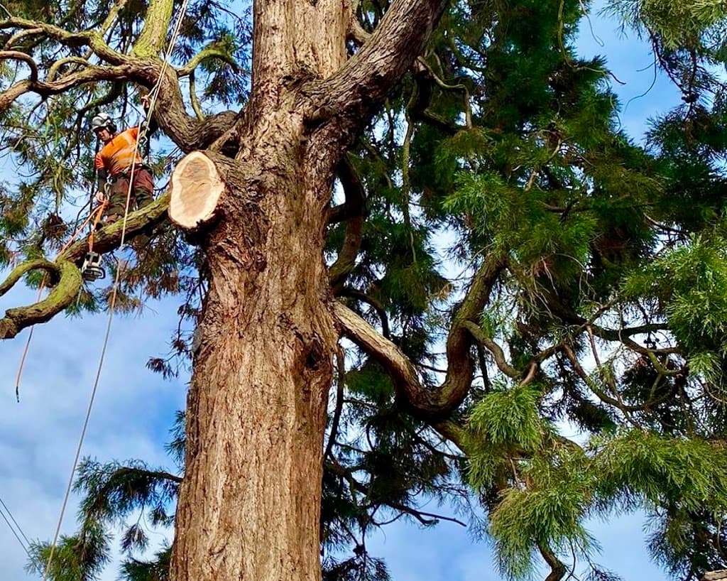 Coventry Tree Care Ltd