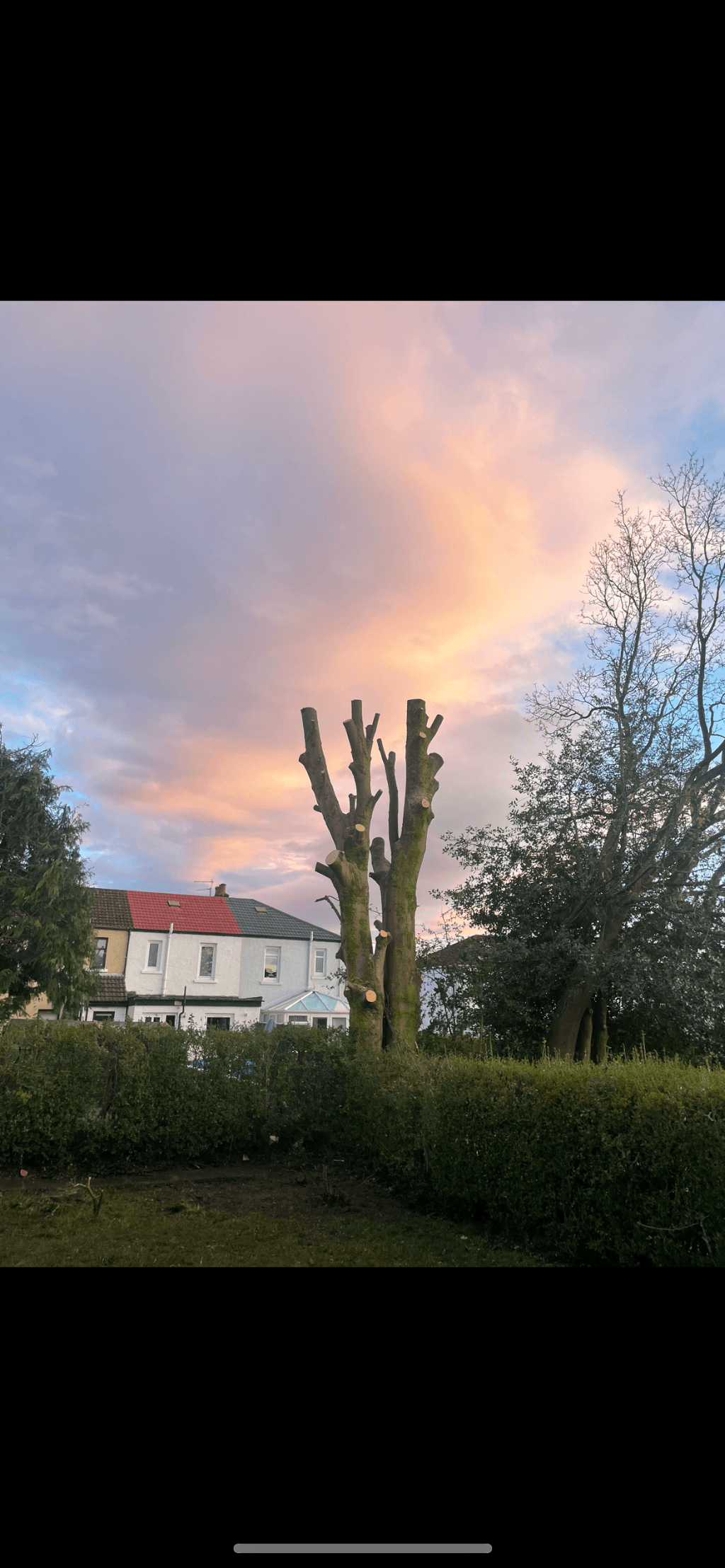 Southside Tree Surgeons