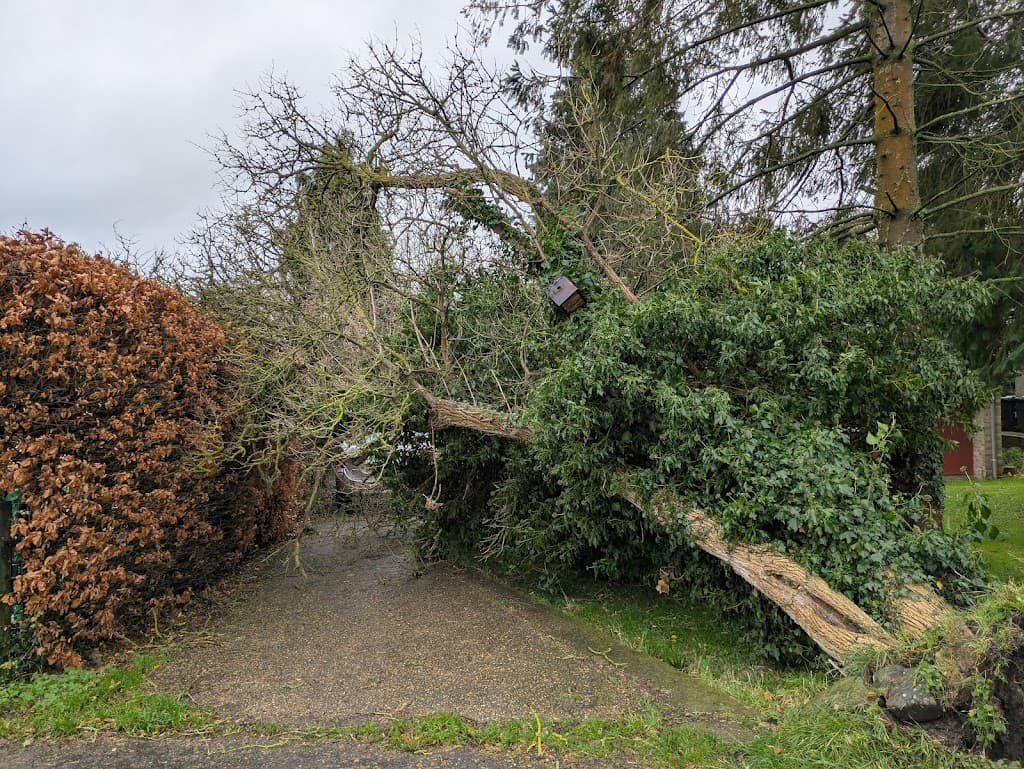 Acacia Tree Surgery Ltd
