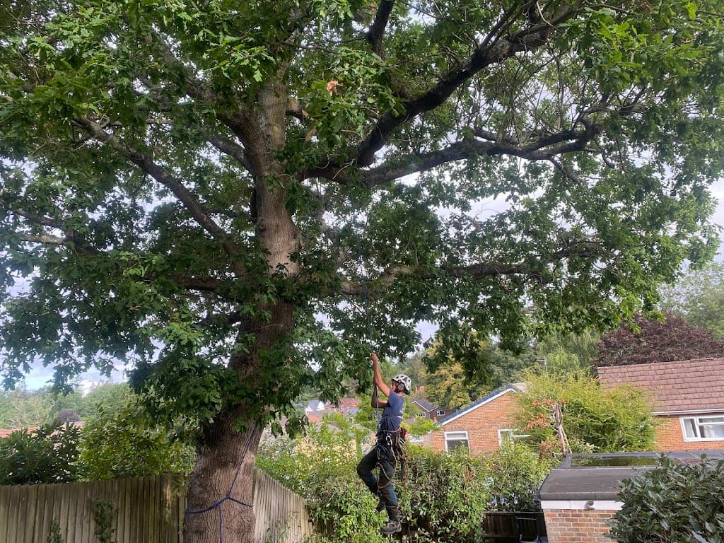 Louis Whittaker Tree Services