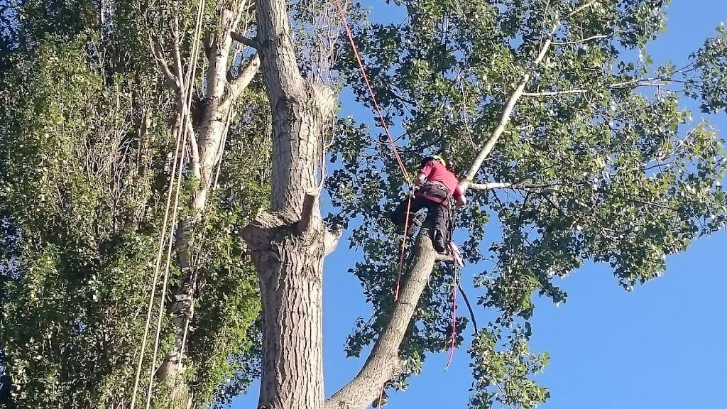Alderwood Tree Care Ltd