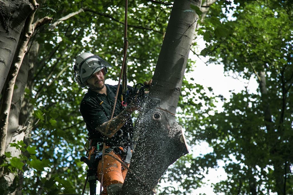 Maplewood Tree Surgery