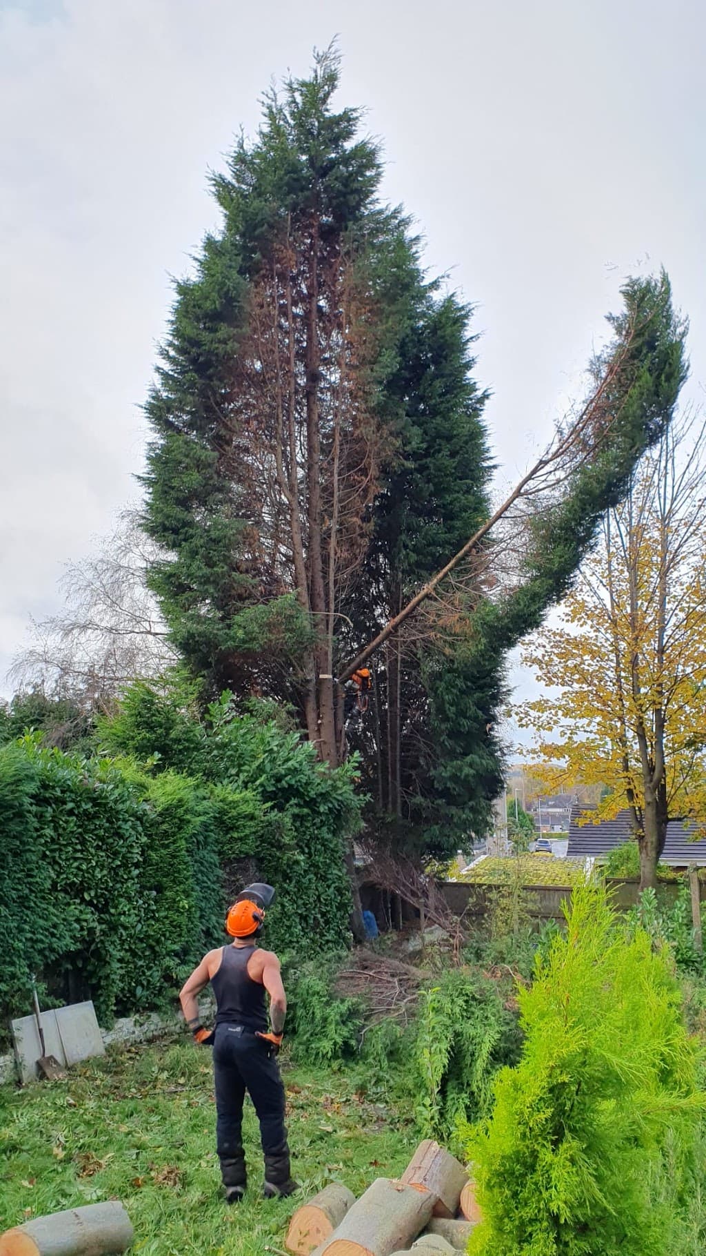 DIDSBURY TREE & STUMP REMOVALS/DIDSBURY TREE SURGEON
