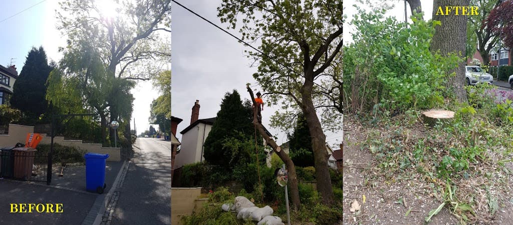 REW Cotterill Tree Works