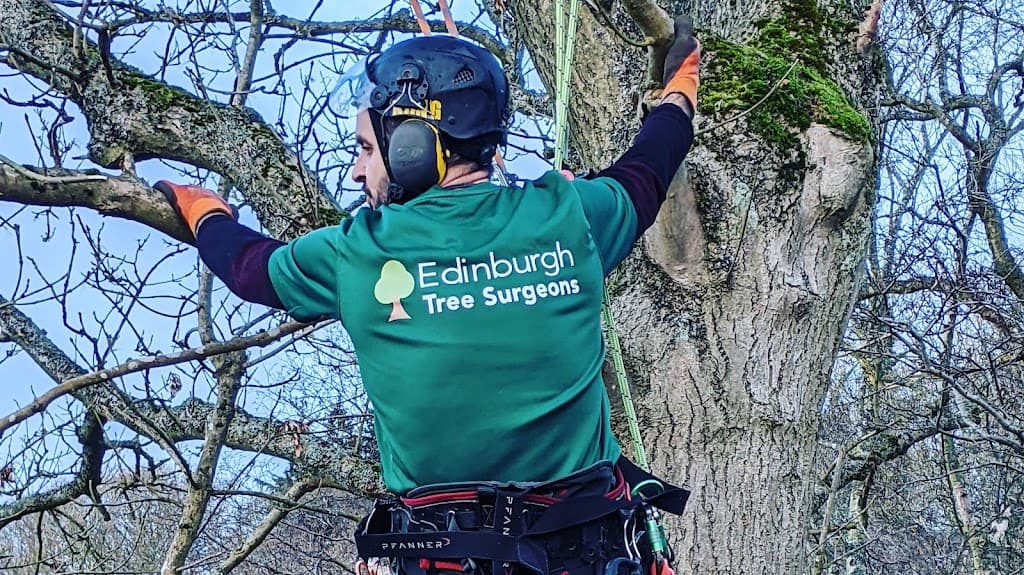 Edinburgh Tree Surgeons