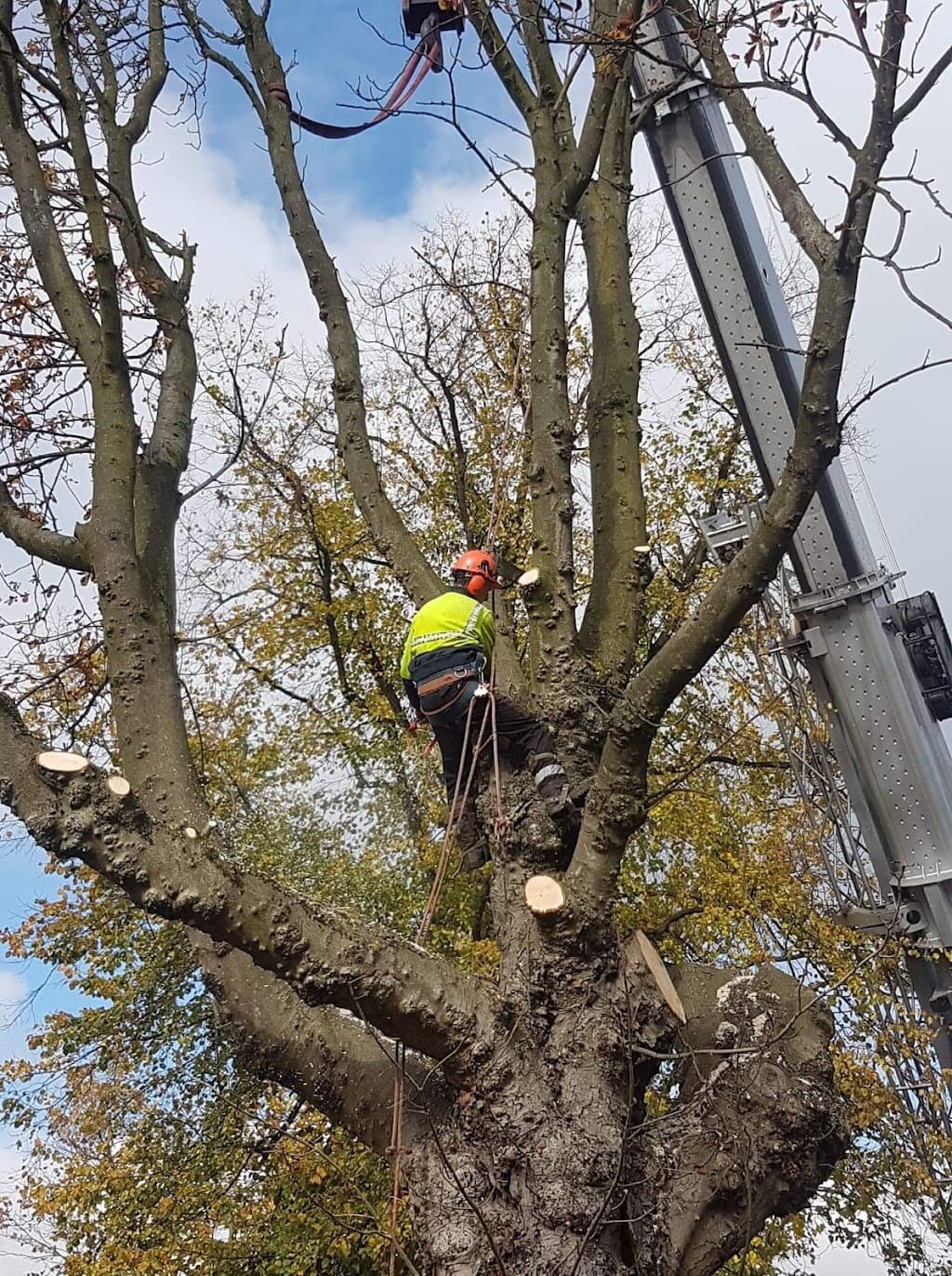 South Midland Tree Services Ltd