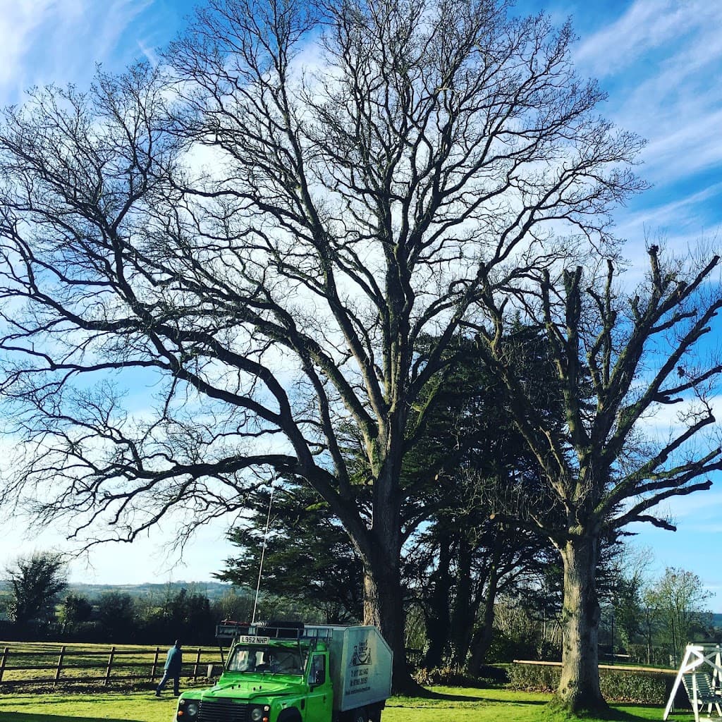 Bristol Tree Services