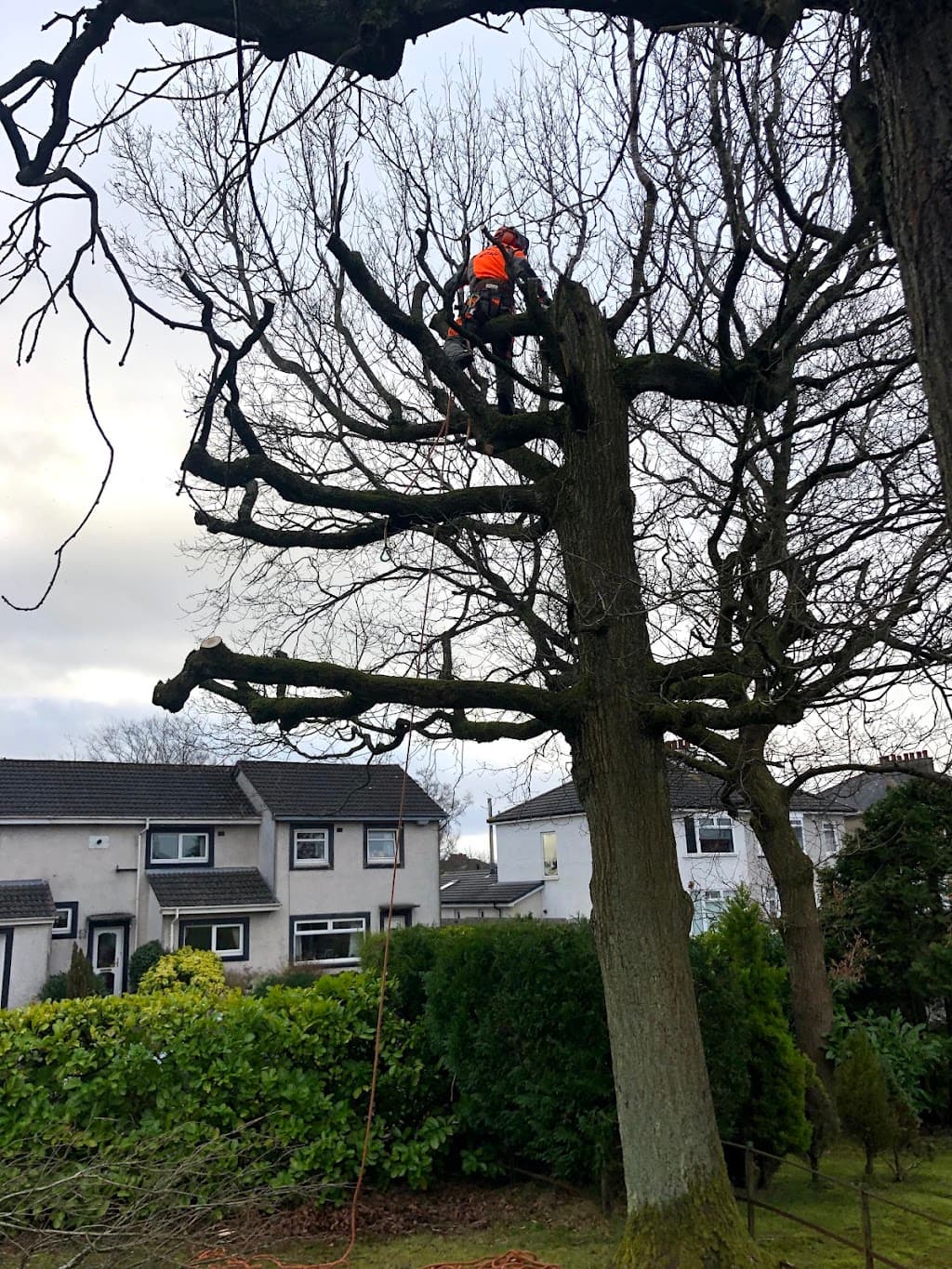 Newlands Tree Surgeons