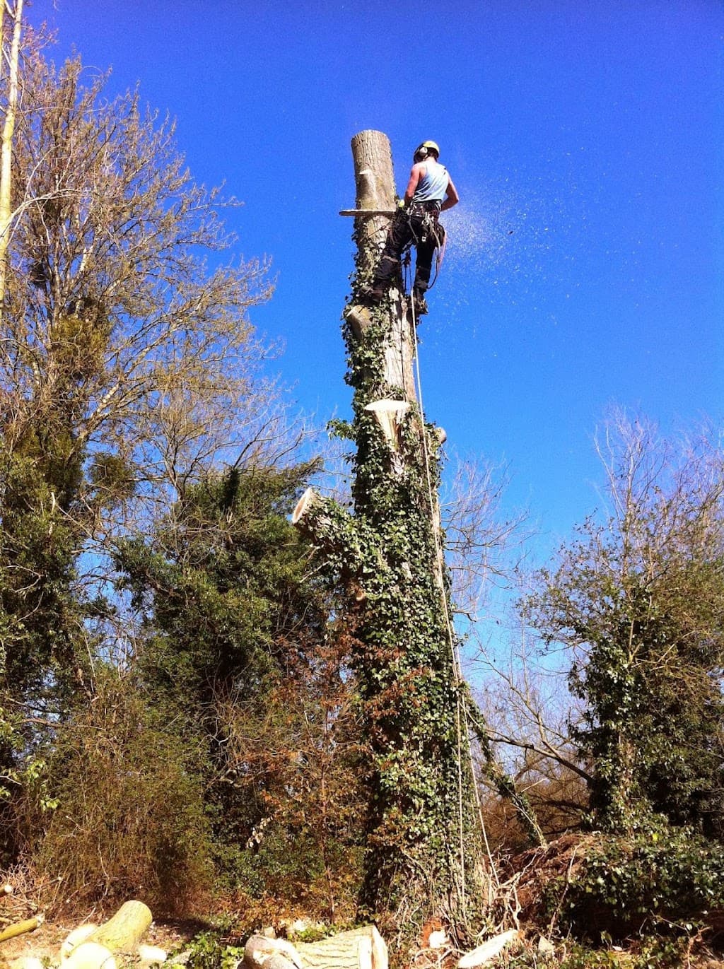 Wildwood Treecare