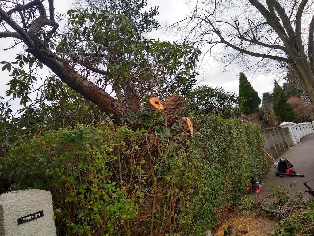 Belfast Tree & Garden Services - Pruned /Topped/Removed