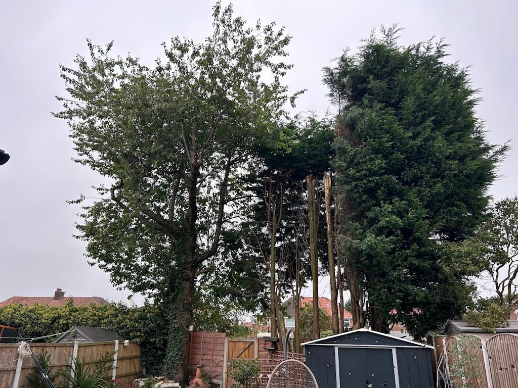 Tree Cut - Tree Surgery Manchester