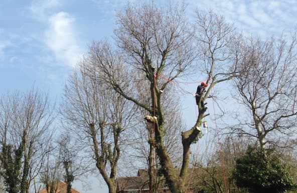 MANCHESTER TREE & STUMP REMOVALS/MANCHESTER TREE SURGEON M4
