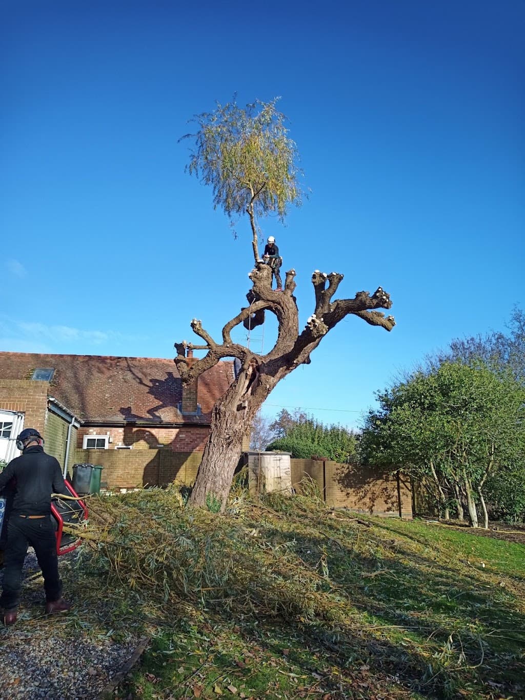 White Knight Tree Care & Consultancy