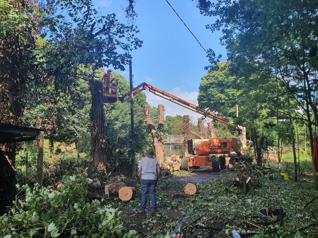 Talking Elm Tree Services