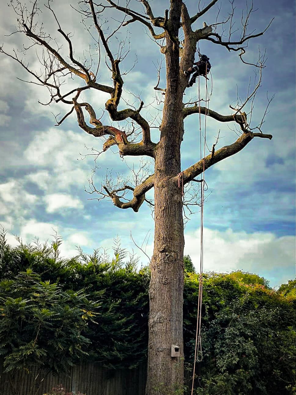 Tree Surgeons In South London