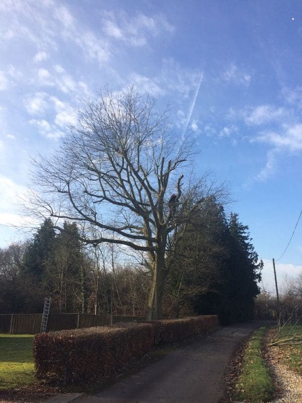 Jon Curtis Tree Surgery