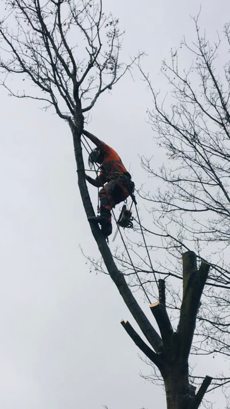 Forever-tree’s Manchester tree surgeon and landscaping
