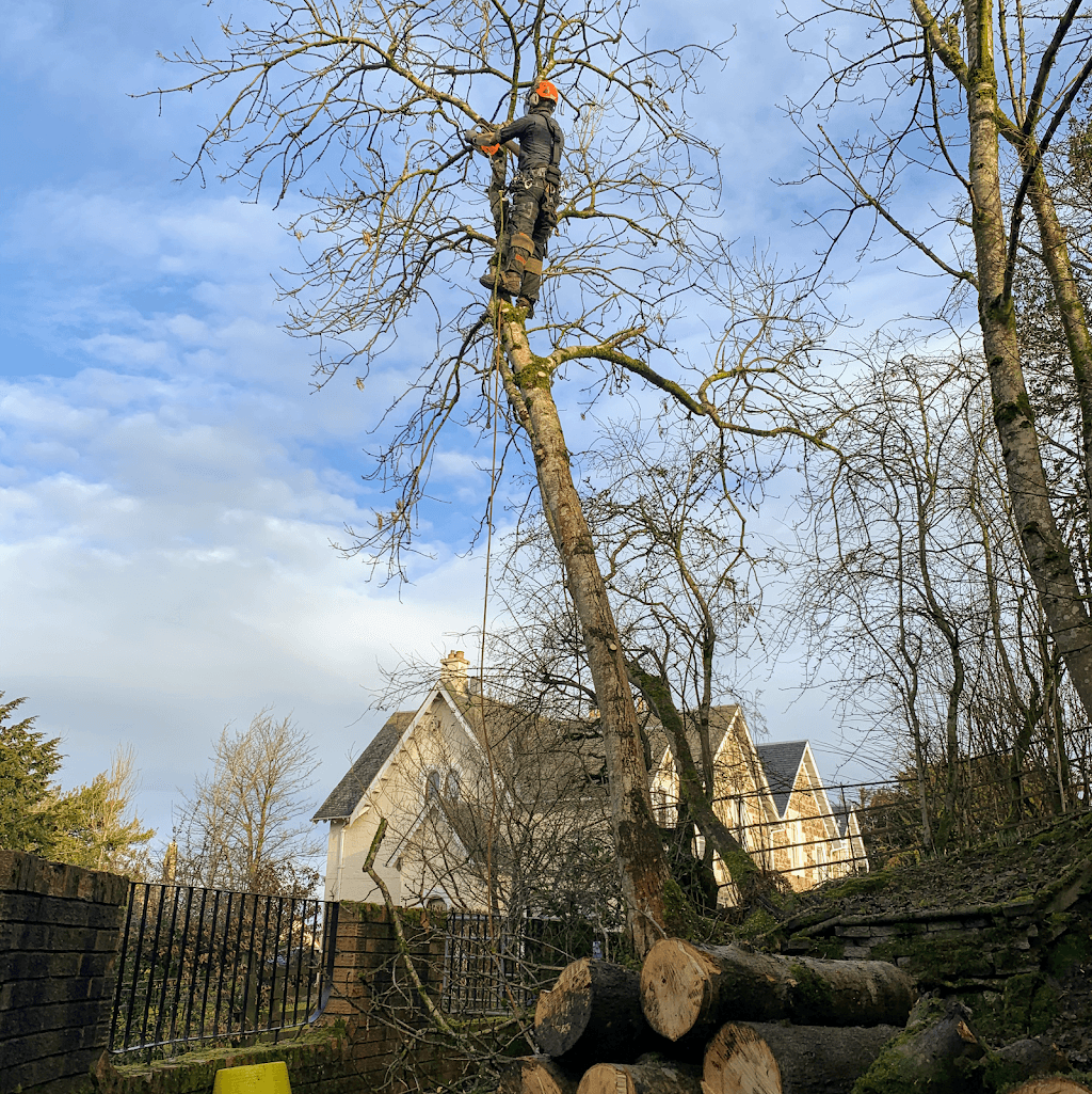 The Glasgow Tree Surgeon