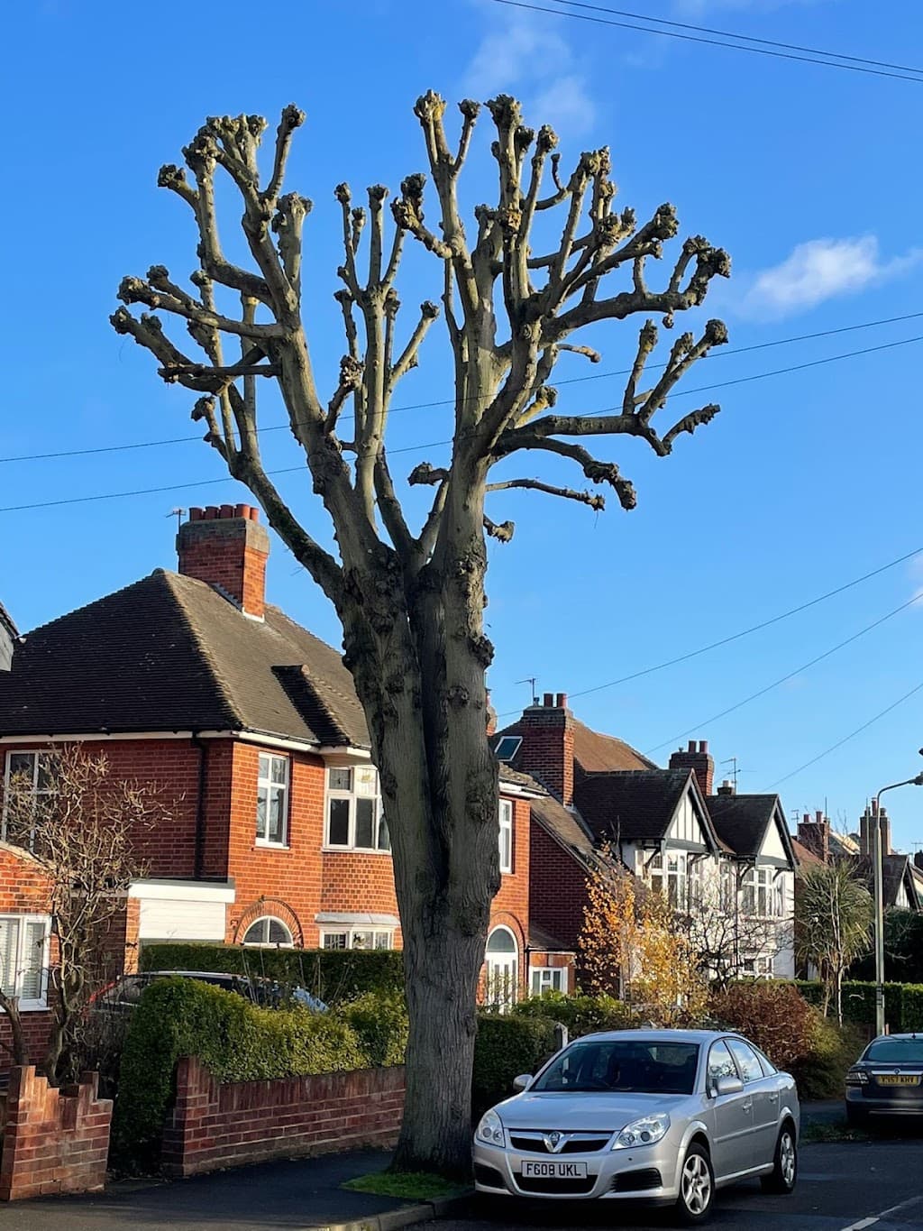 Tree Surgeons JC