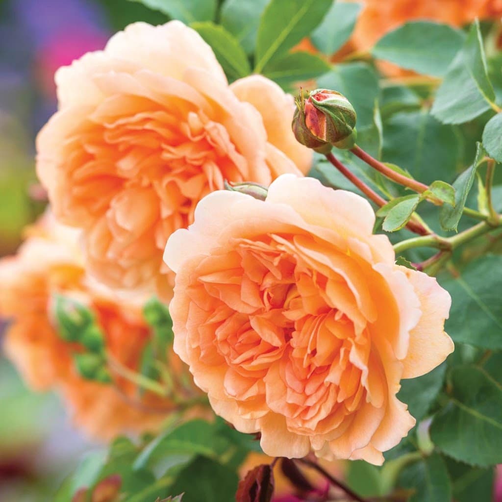 Mark Arnold Gardening Services