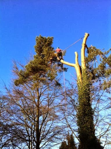 Elms Tree Services