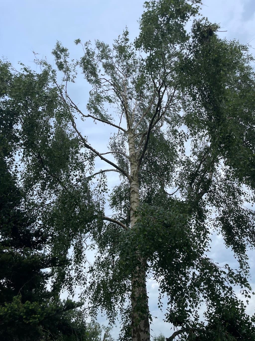 A Cut Above Tree Care