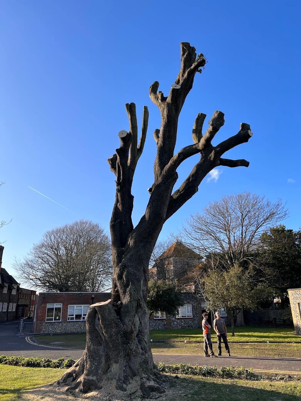 Brighton Tree Specialists