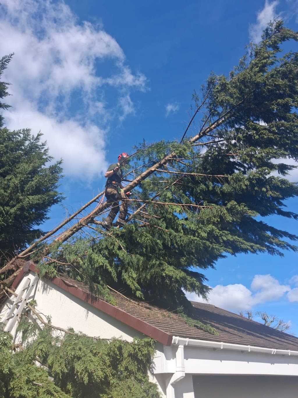 Coventry Tree Surgeons