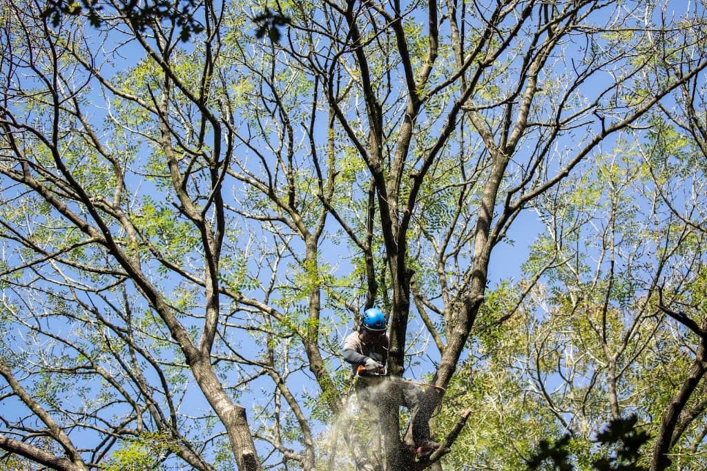 Bristol Tree Care