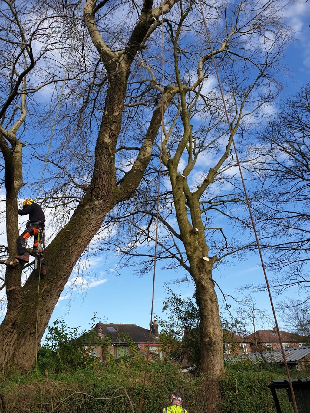 Woodfelder Tree Care Limited