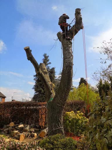 Acorn Tree Services (Nottingham) Ltd