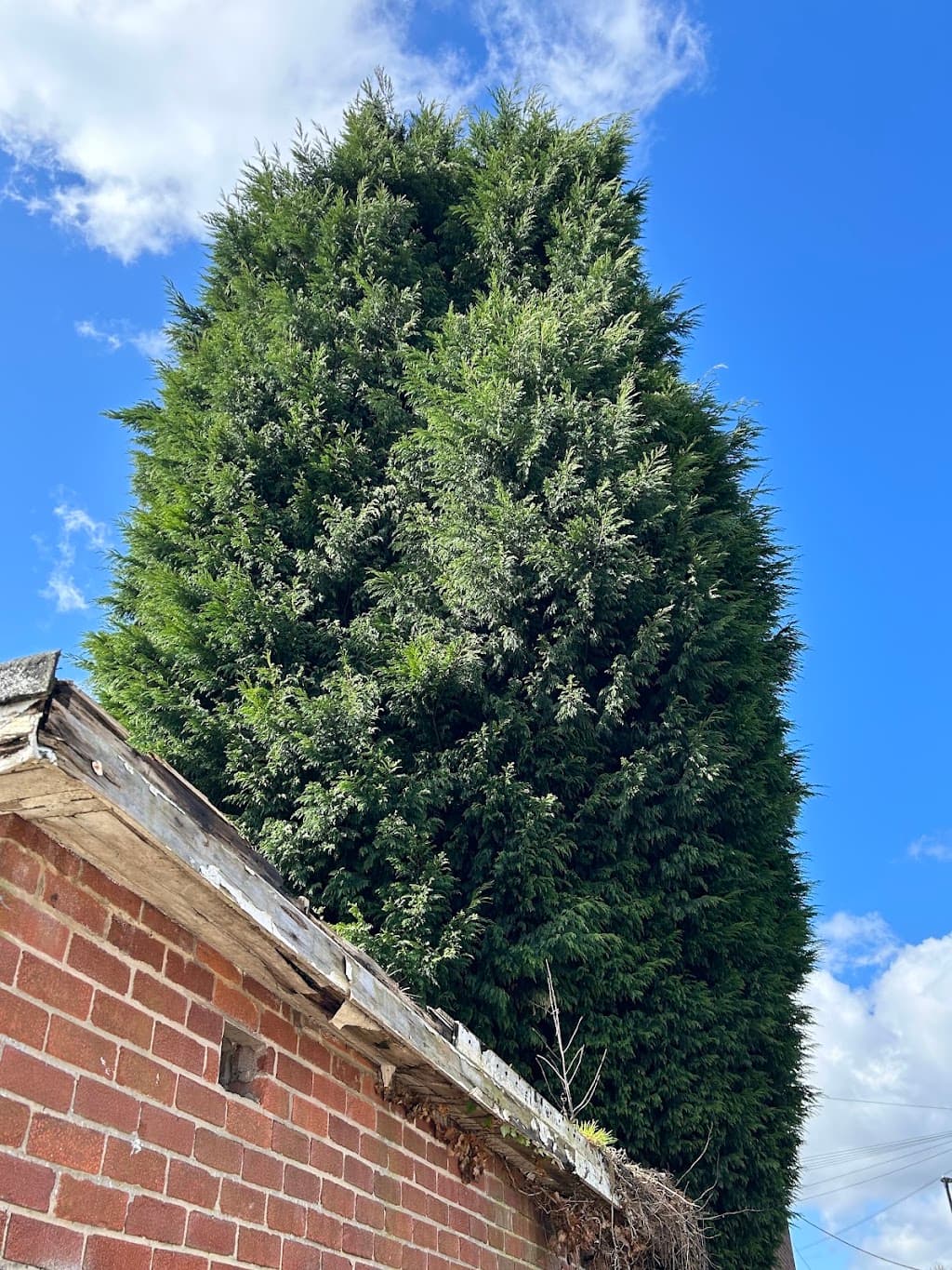 The Gosforth Tree Surgeon