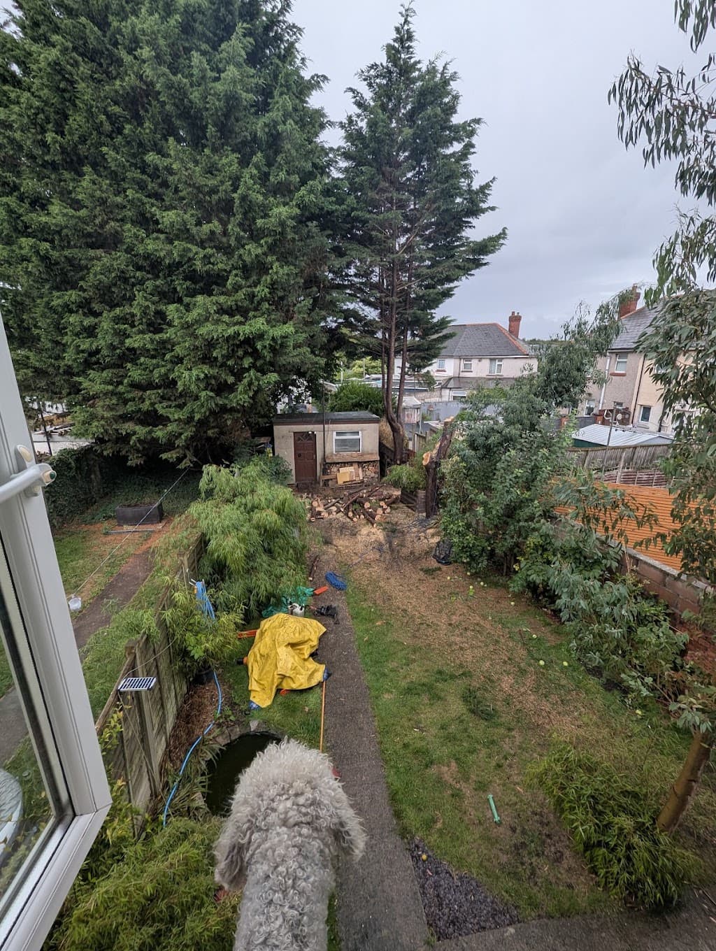 SD Tree Care