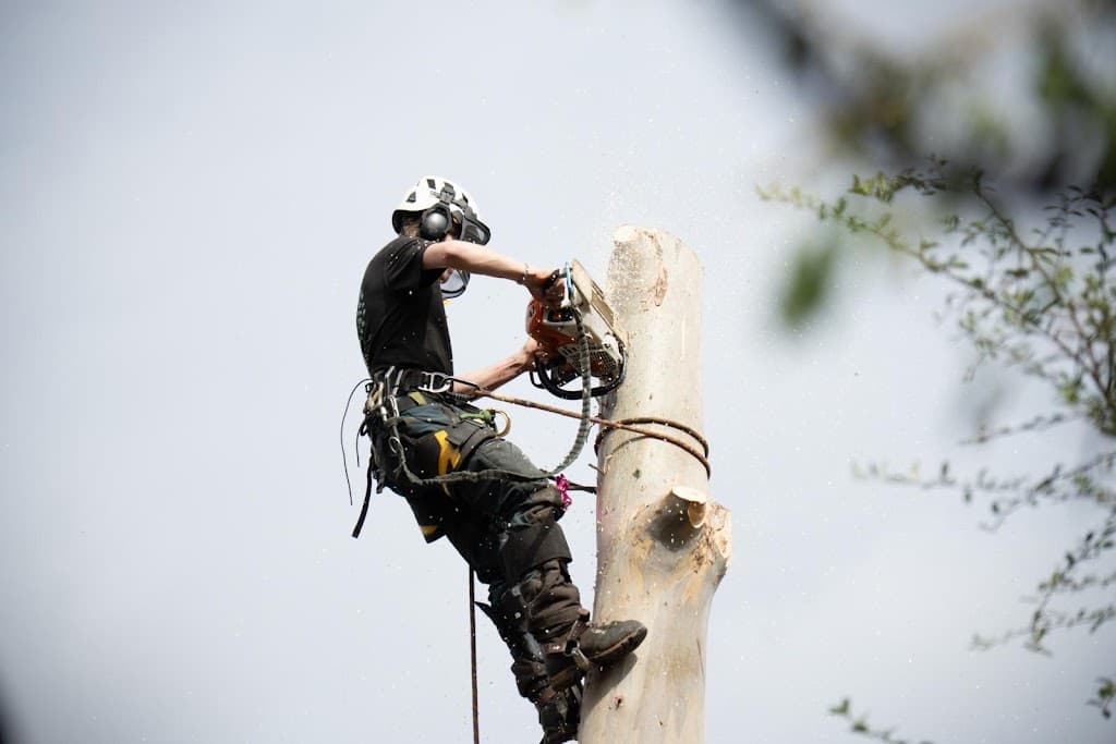 Capital Tree Management Ltd