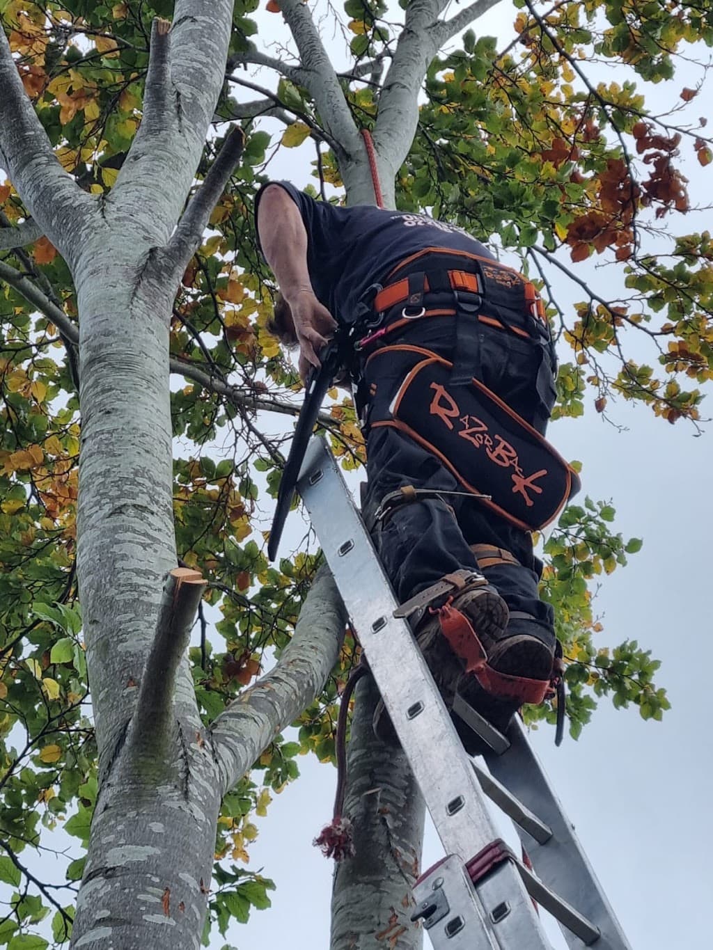 Berkshire Tree Services