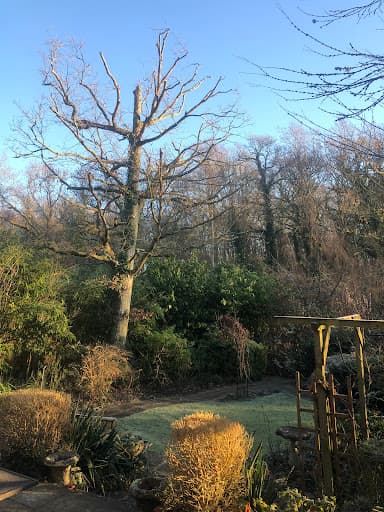 Maplewood Tree Surgery — Customer photo